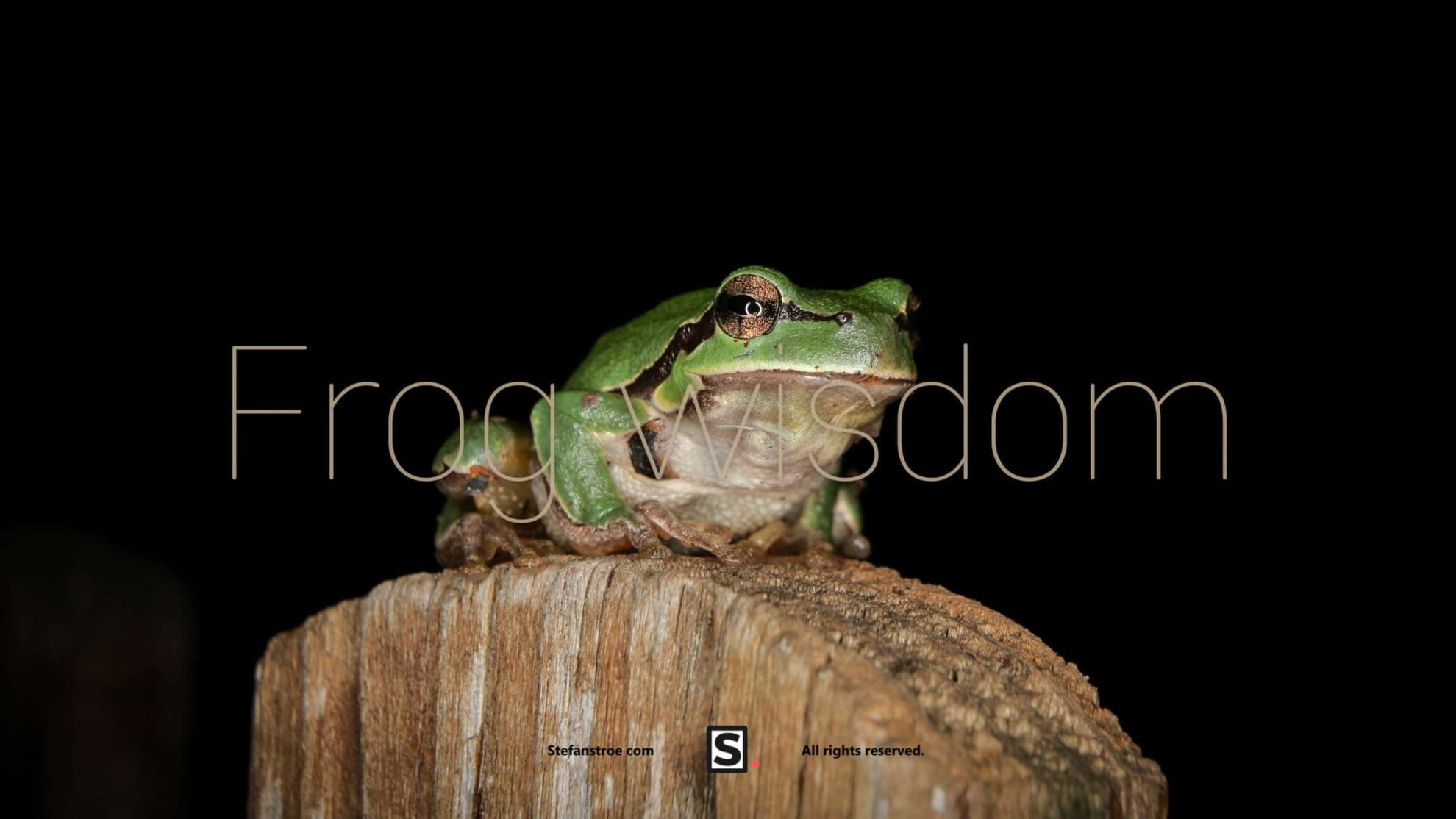 Frog on the fence