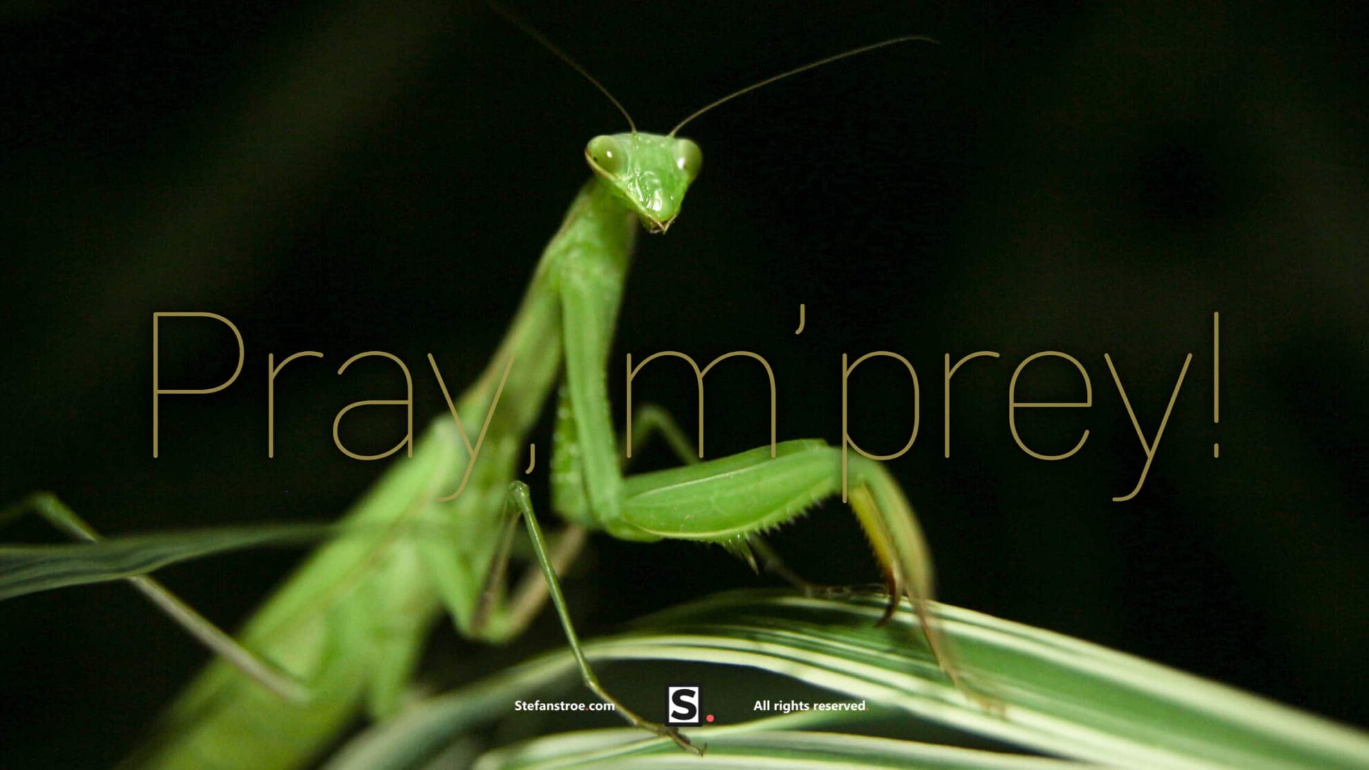 praying-mantis-portrait