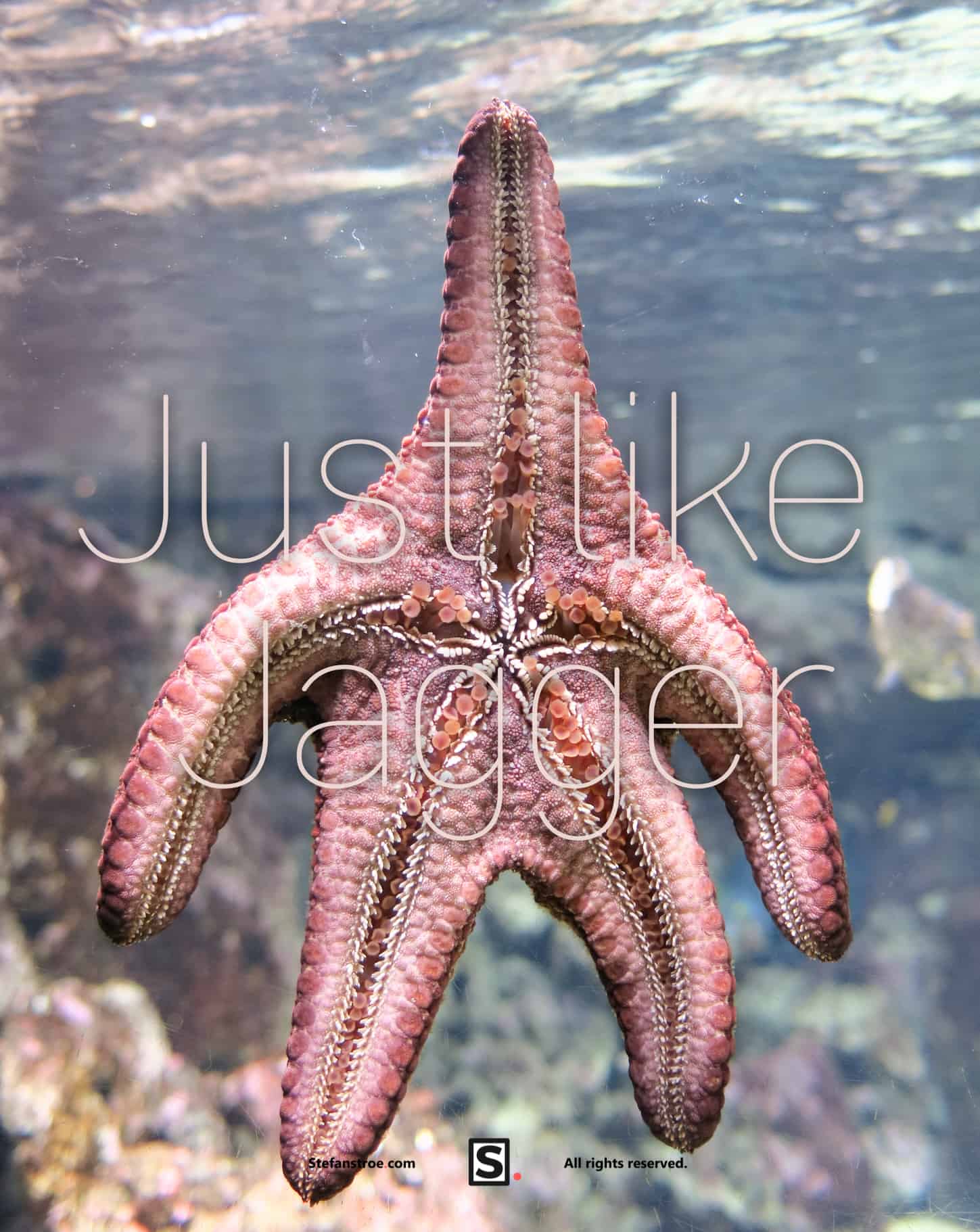 starfish-moves-like-jagger